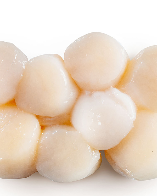 Close up of Shellfish