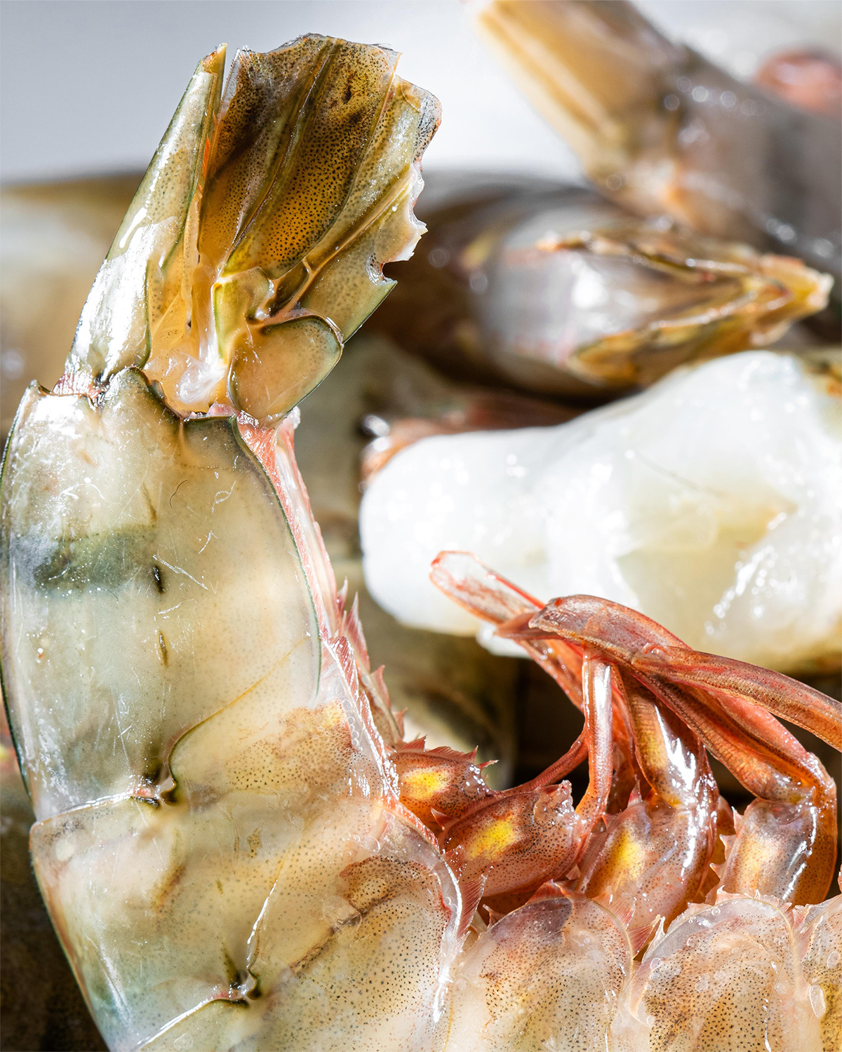 Close up of fresh Prawns